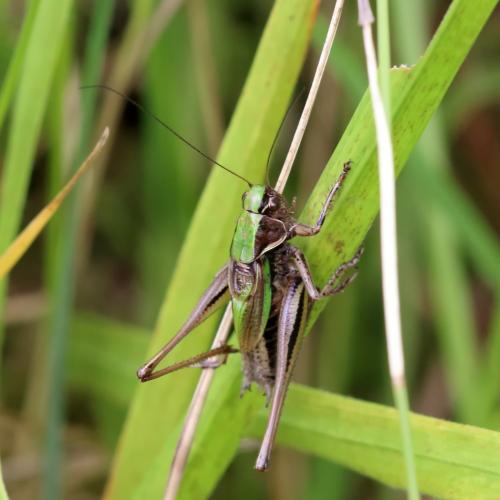 Metrioptera brachyptera